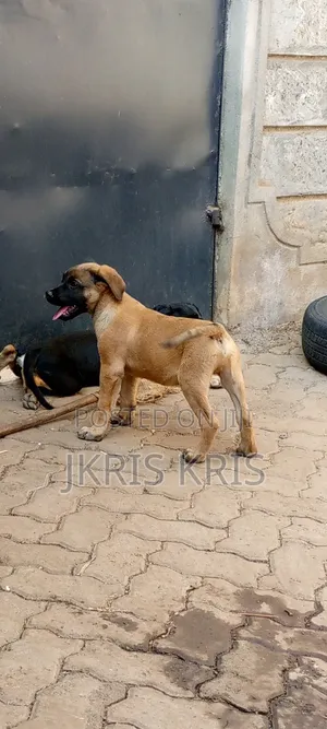 1-3 months Female Mixed Breed Boerboel