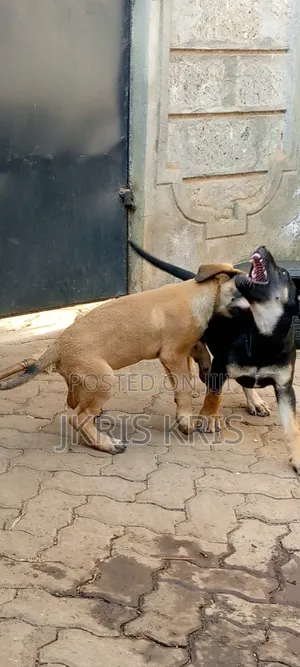 1-3 months Female Mixed Breed Boerboel