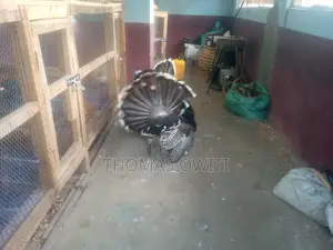 Mature Male Royal Palm Turkey