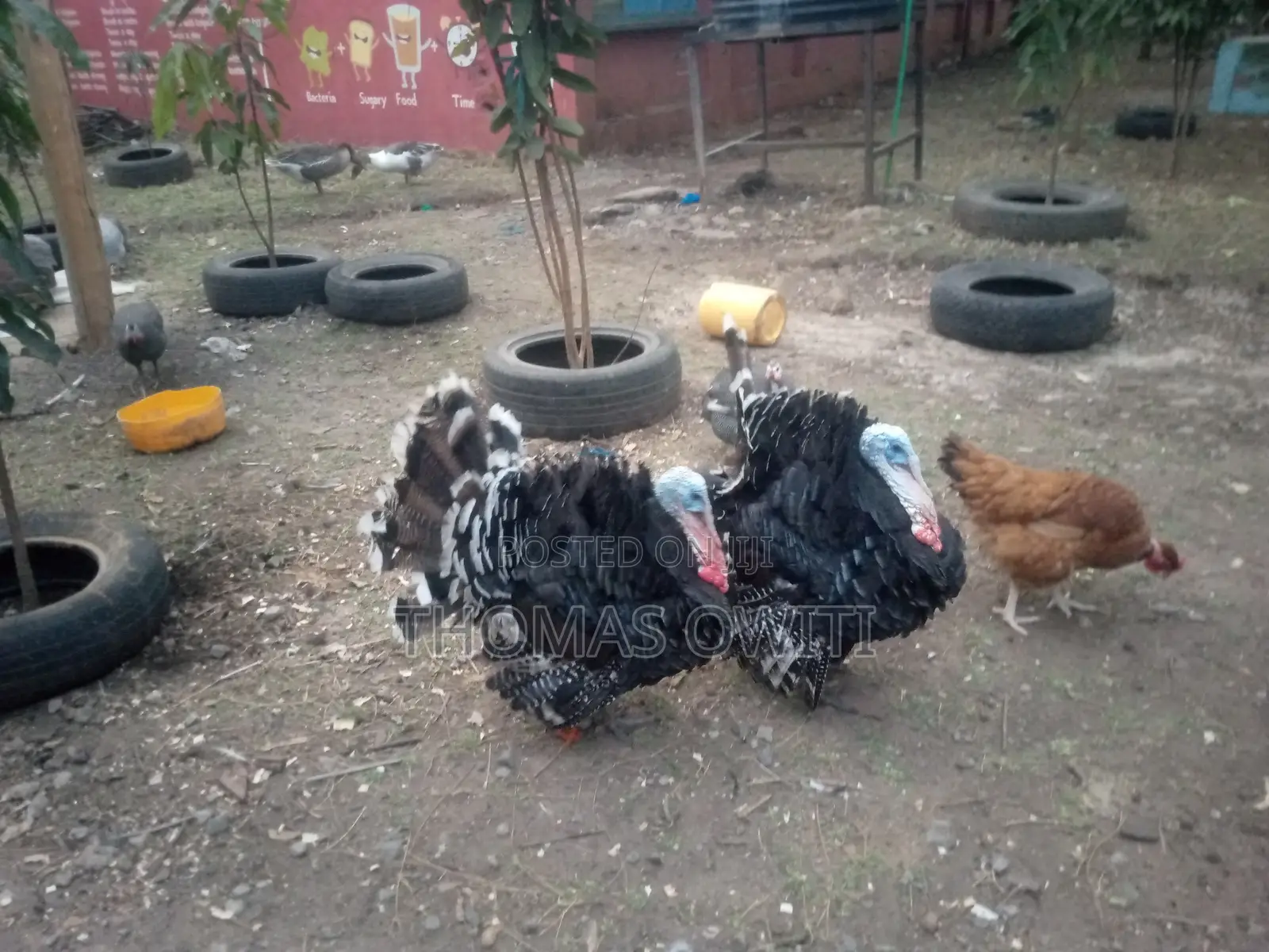 Mature Male Royal Palm Turkey