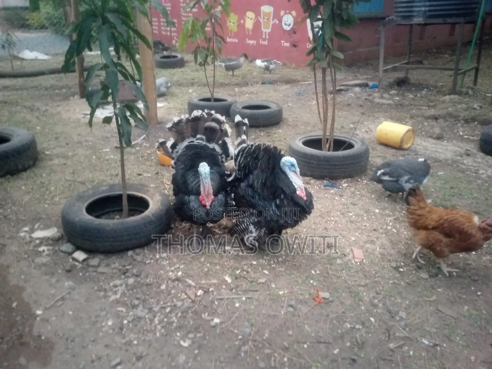 Mature Male Royal Palm Turkey