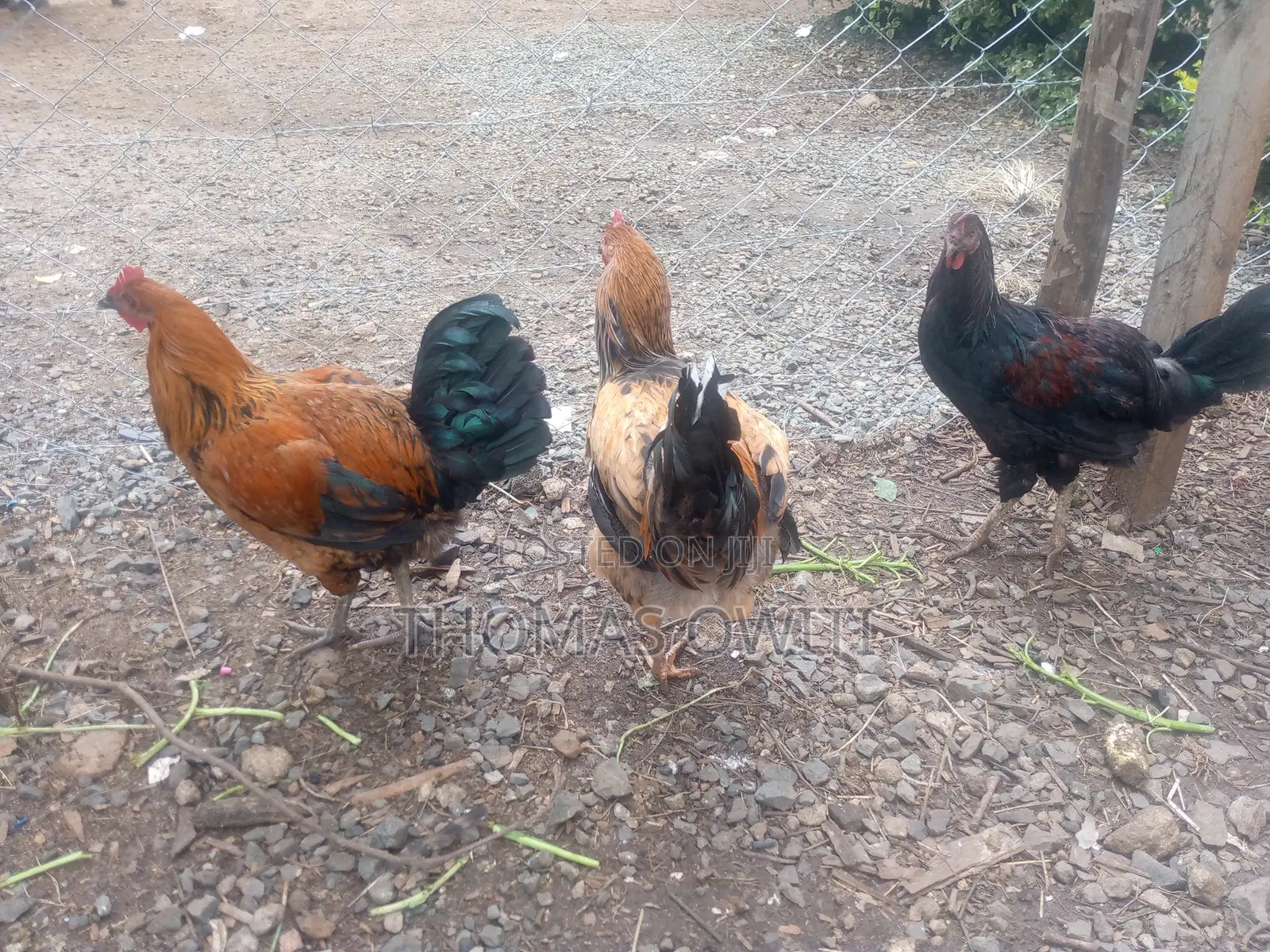 Mature Male Royal Palm Turkey