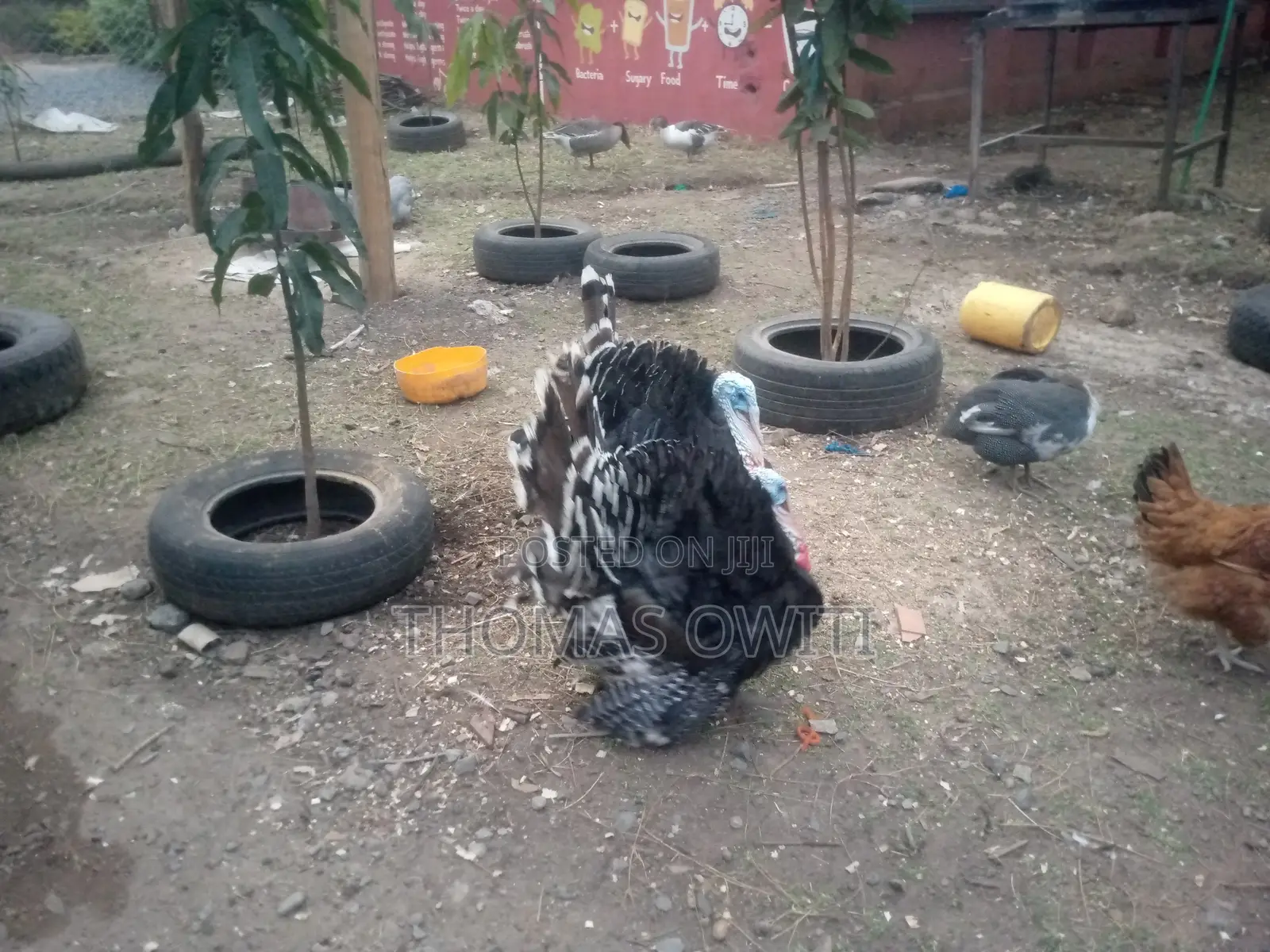 Mature Male Royal Palm Turkey