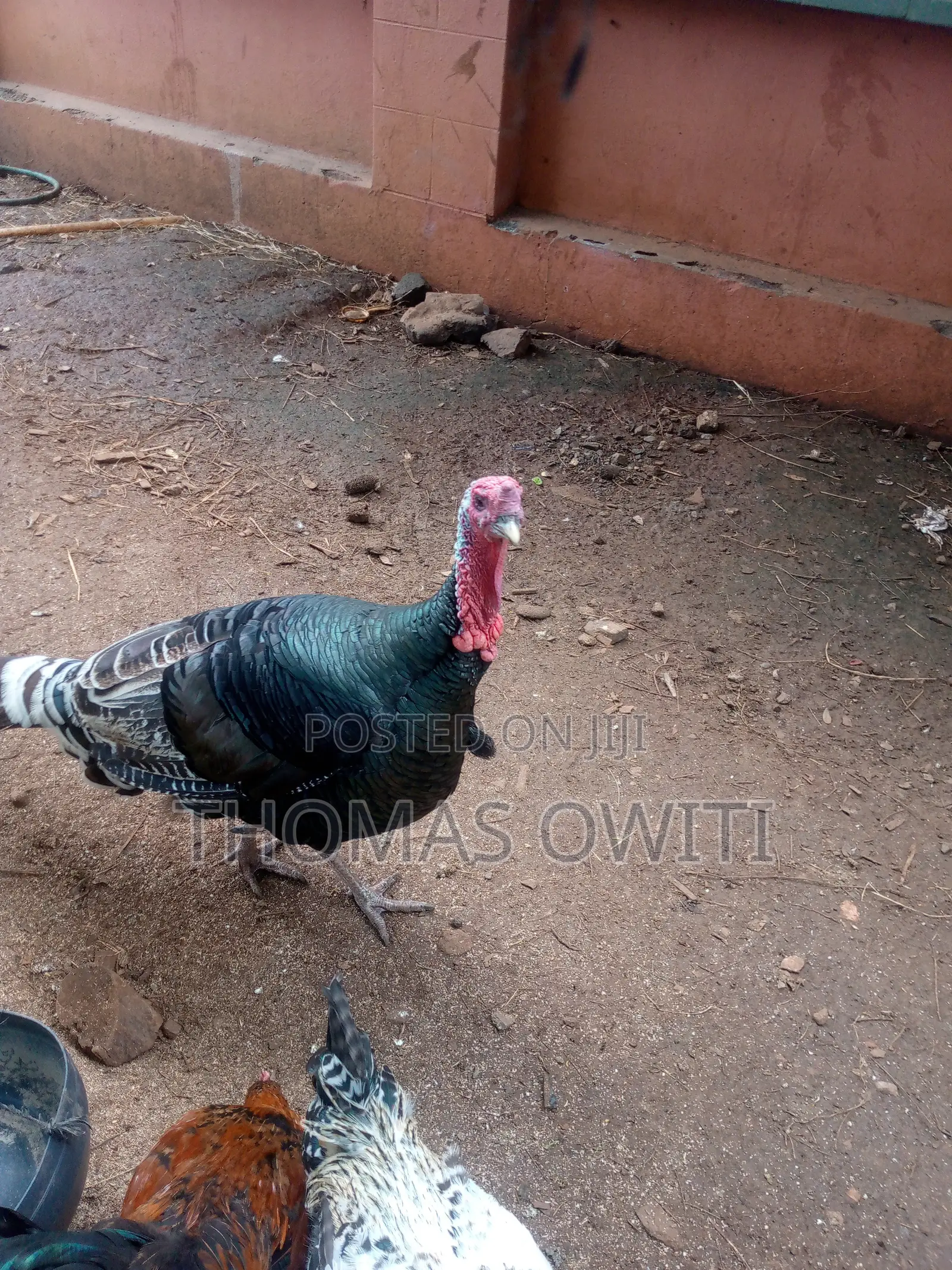 Mature Male Royal Palm Turkey