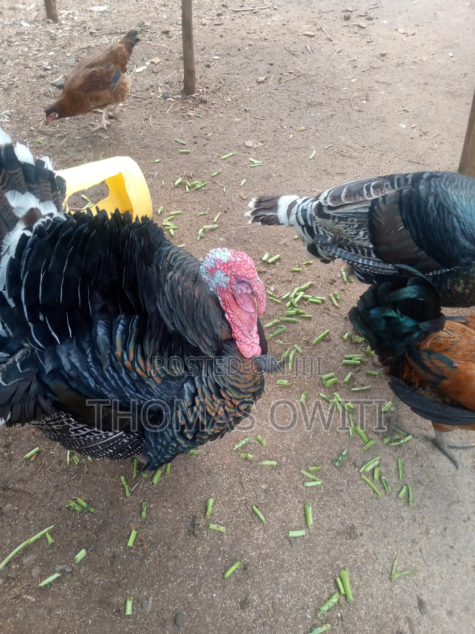 Mature Male Royal Palm Turkey