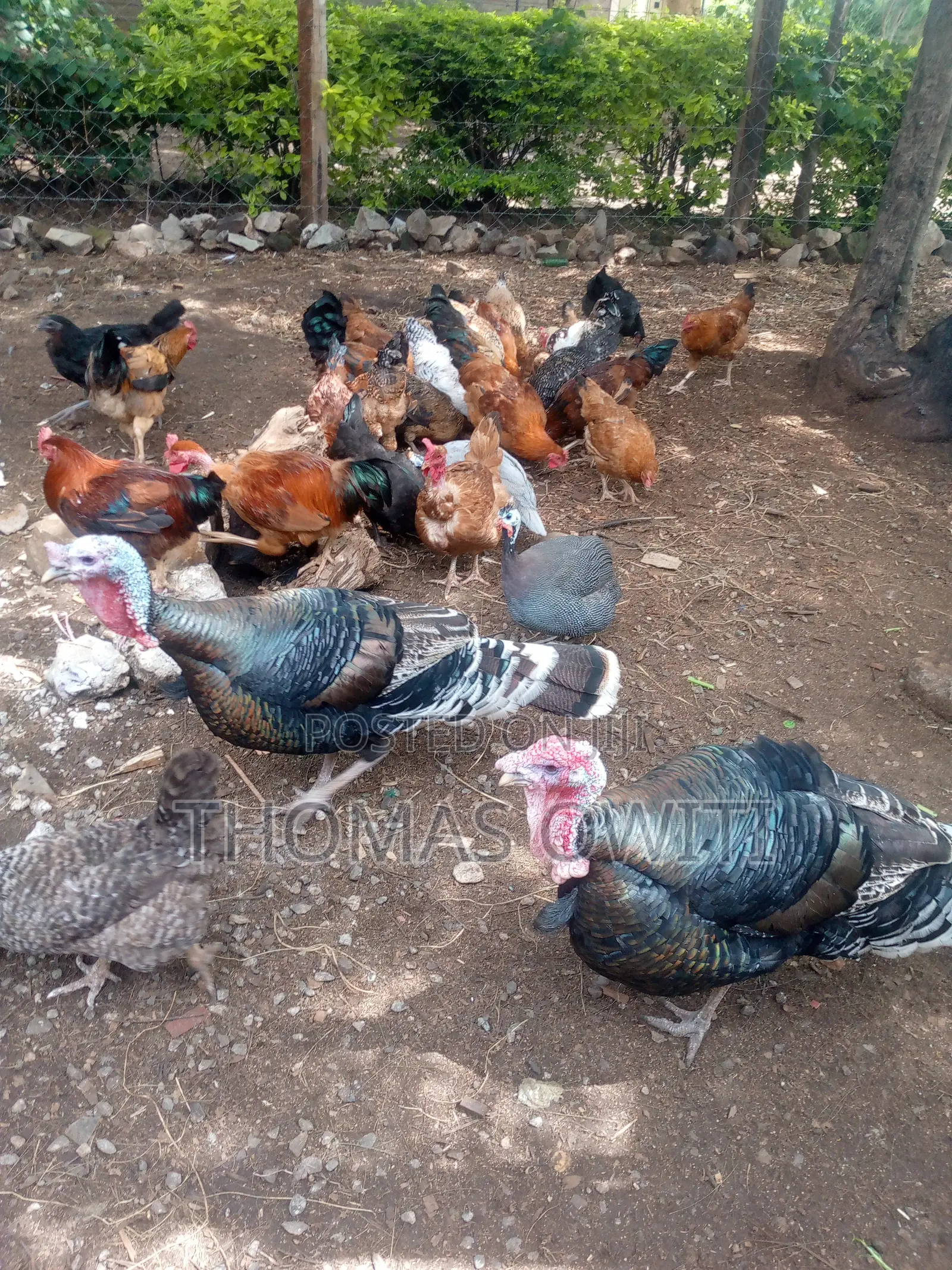 Mature Male Royal Palm Turkey