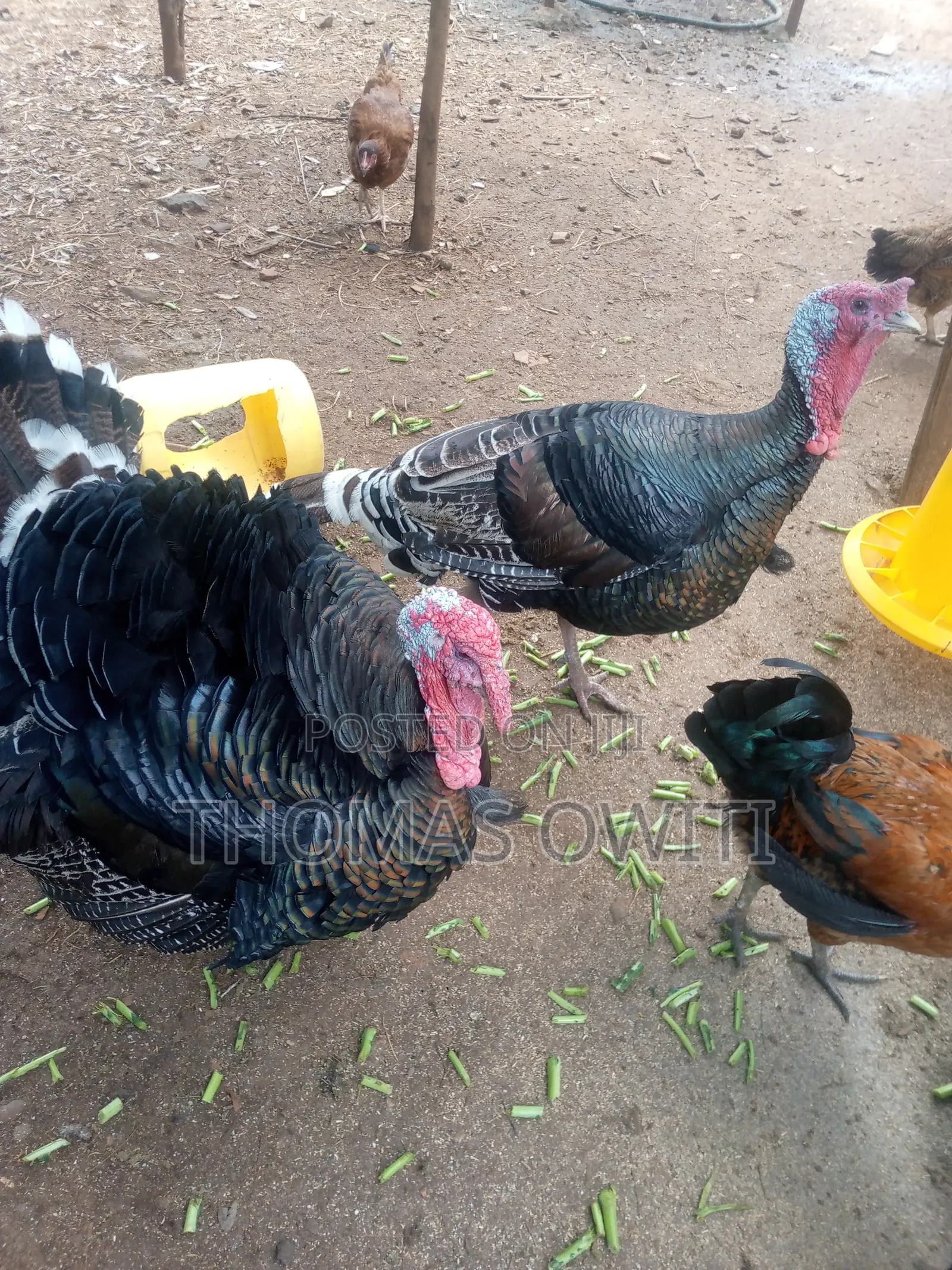 Mature Male Royal Palm Turkey