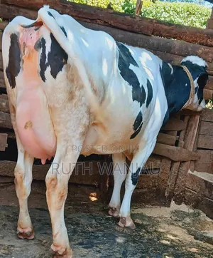 8.5 Months Incalf Extra Giant Heifer