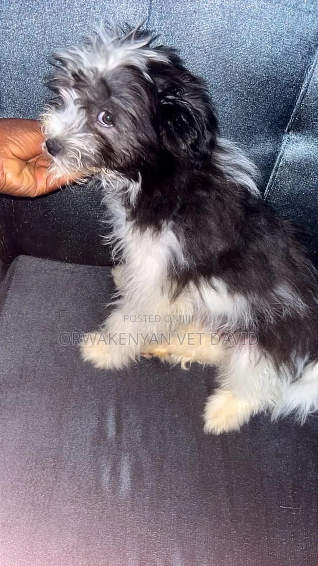 1-3 months Male Purebred Havanese - thumbnail 2