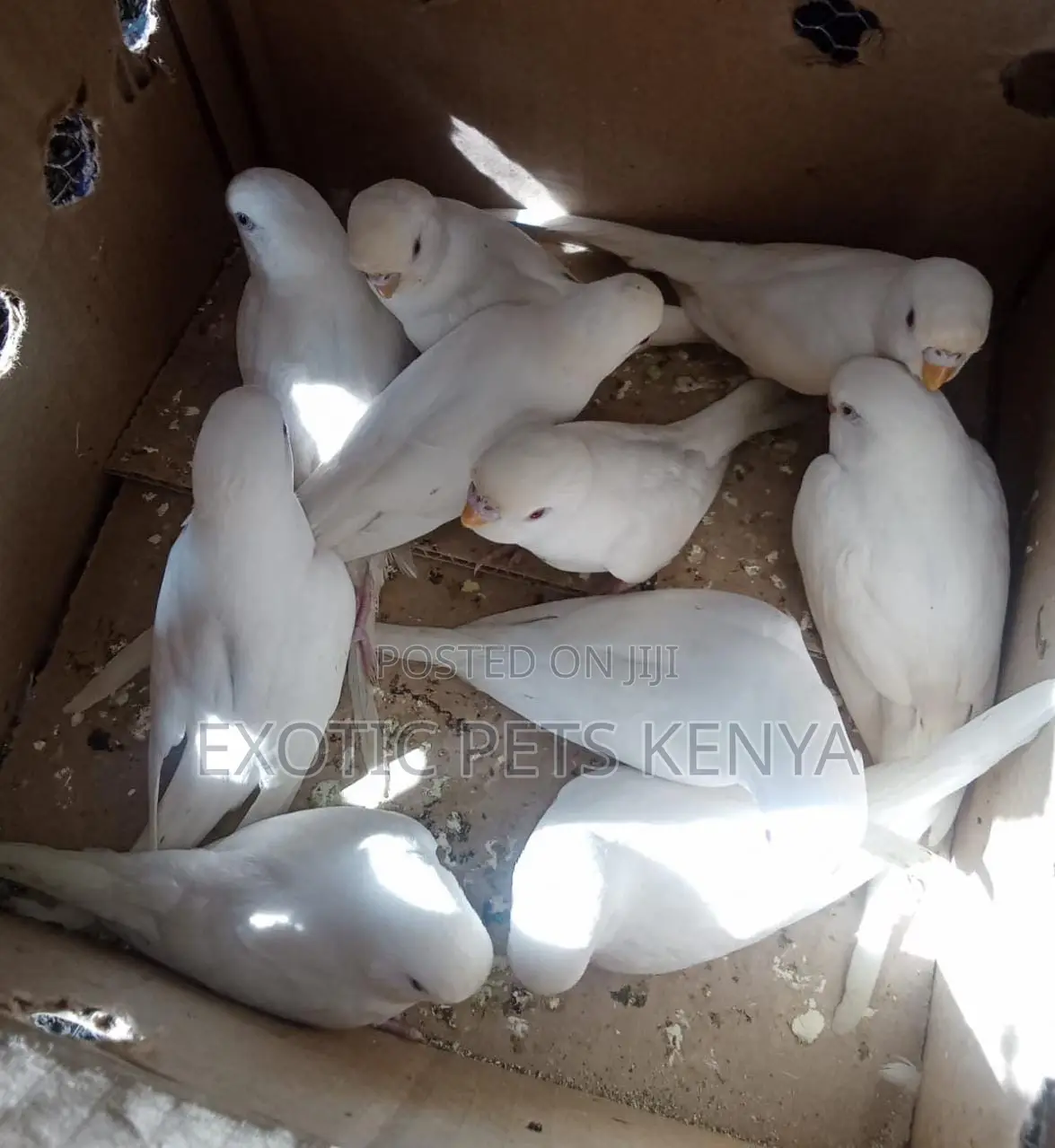 Pure White Budgies