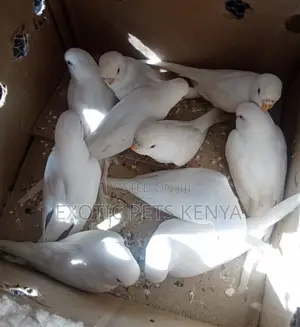 Pure White Budgies