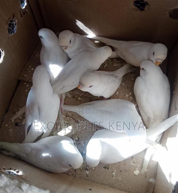 Pure White Budgies - main view