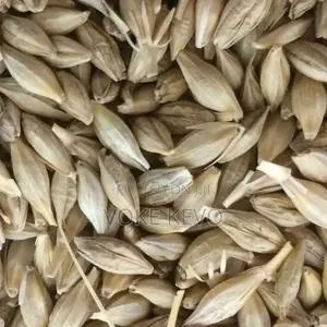 Barley Seeds
