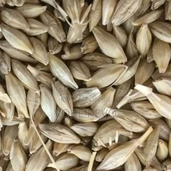 Barley Seeds
