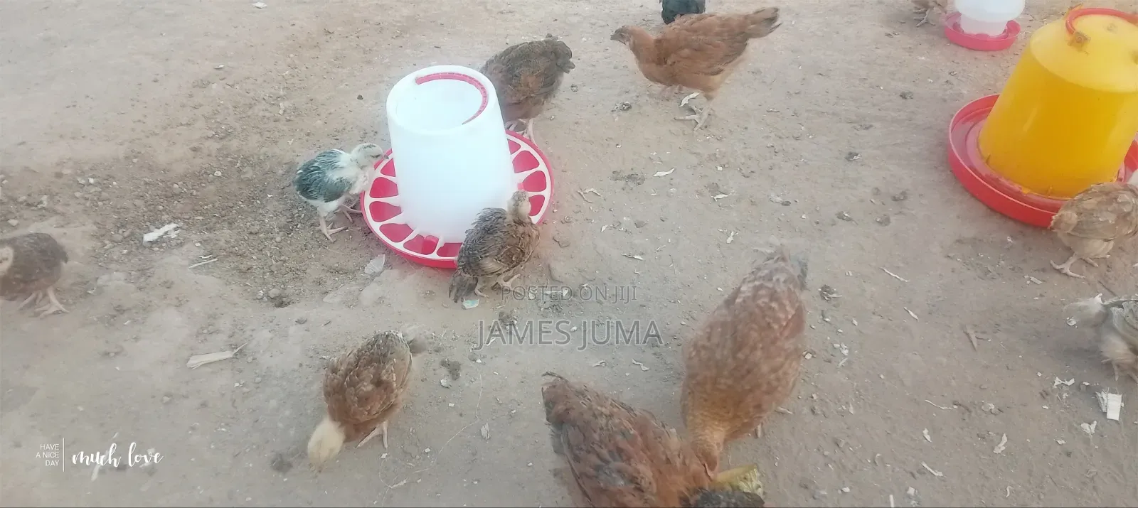 Food and Animals