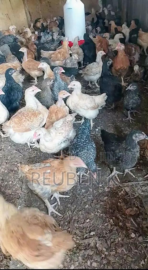 2 Month Old Improved Kienyeji Chicken - thumbnail 4