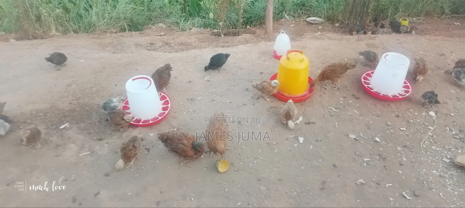 Food and Animals