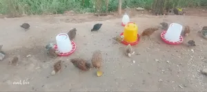 Food and Animals