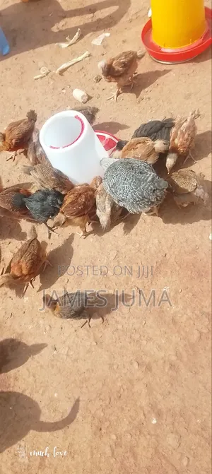 Food and Animals