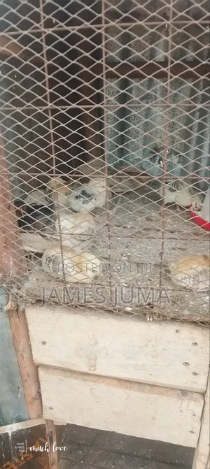 Food and Animals