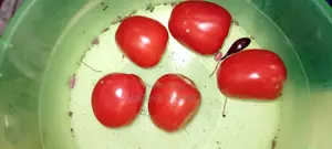 Quality Tomatoes