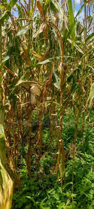 3 Acres for Sell in Mayanja Kibuke, BUNGOMA