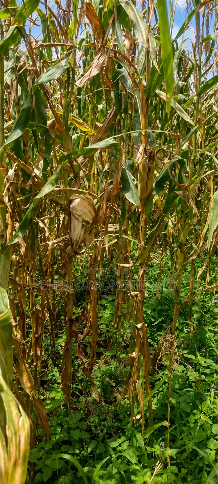 3 Acres for Sell in Mayanja Kibuke, BUNGOMA