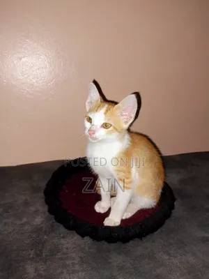 1-3 months Female Purebred Oriental