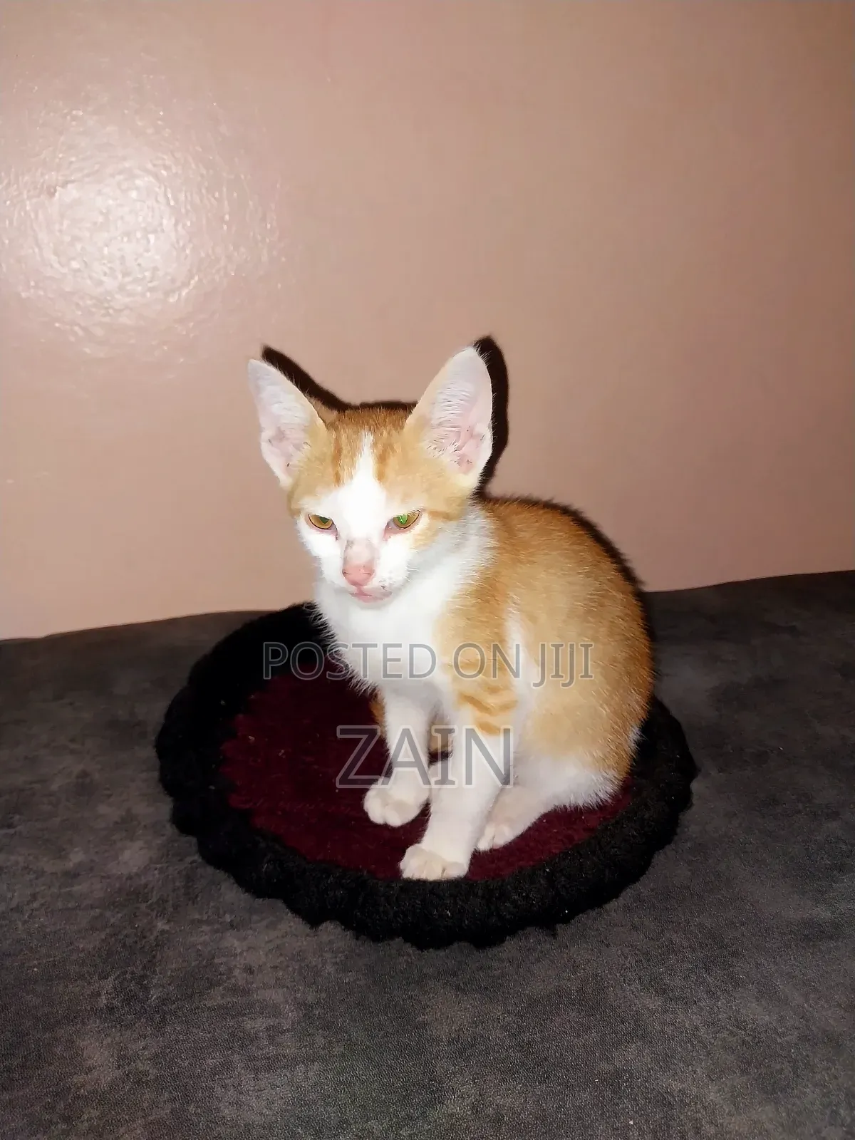 1-3 months Female Purebred Oriental