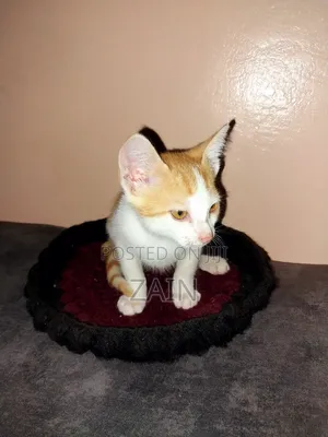 1-3 months Female Purebred Oriental