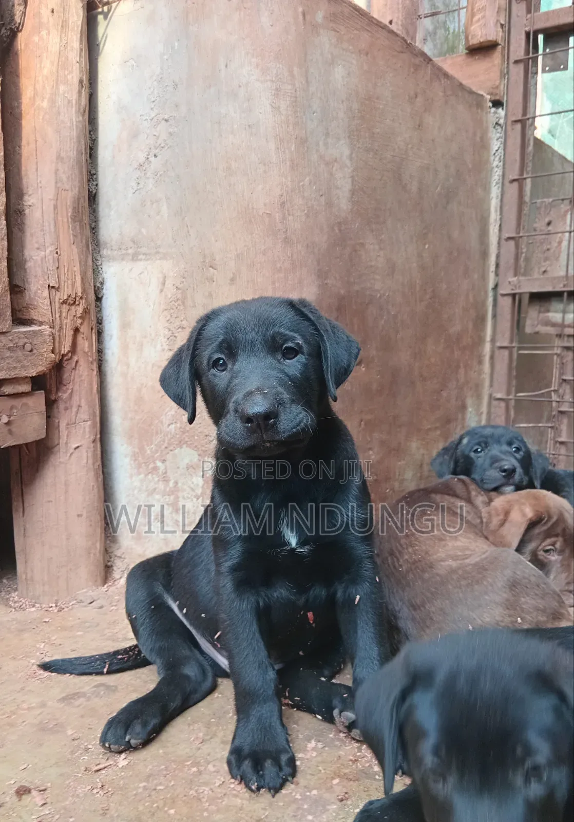 0-1 month Female Purebred Labrador Retriever