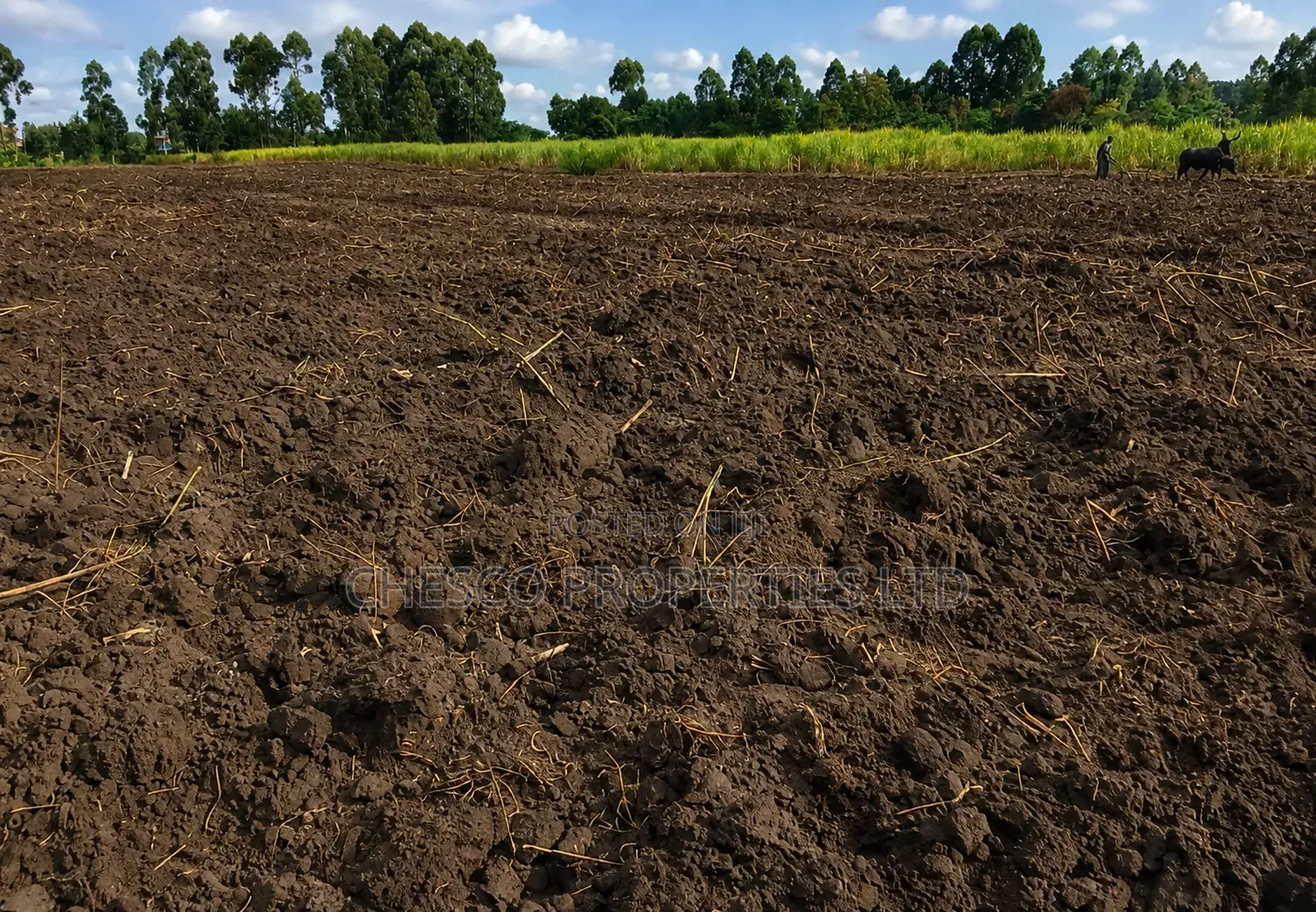 Half an Acre for Sale in Kabula, Bumula Constituency - Bungoma