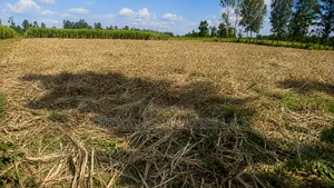 4 Acres for Sale in Mabanga - Bungoma