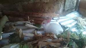 California Rabbits