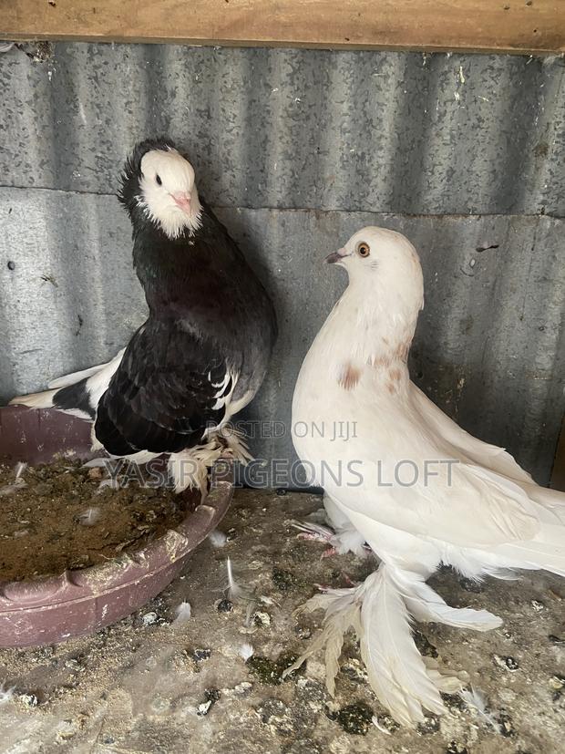 Breeding Pair - thumbnail 2