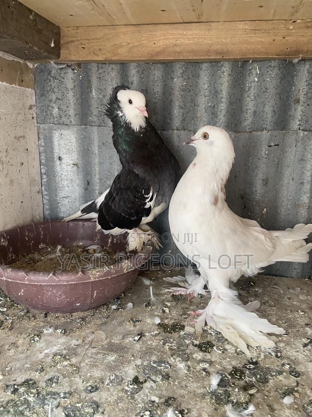Breeding Pair - thumbnail 3