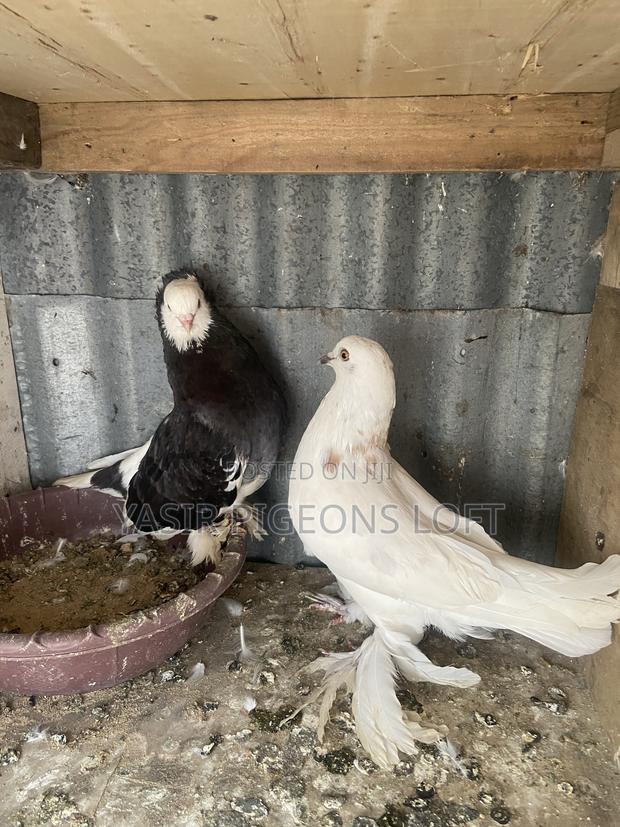 Breeding Pair - main view