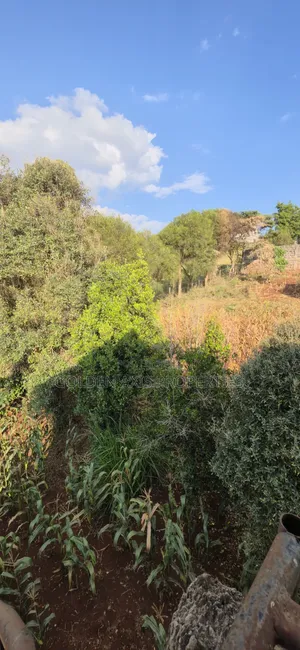 Plot for Sale in Ngong Kibiko