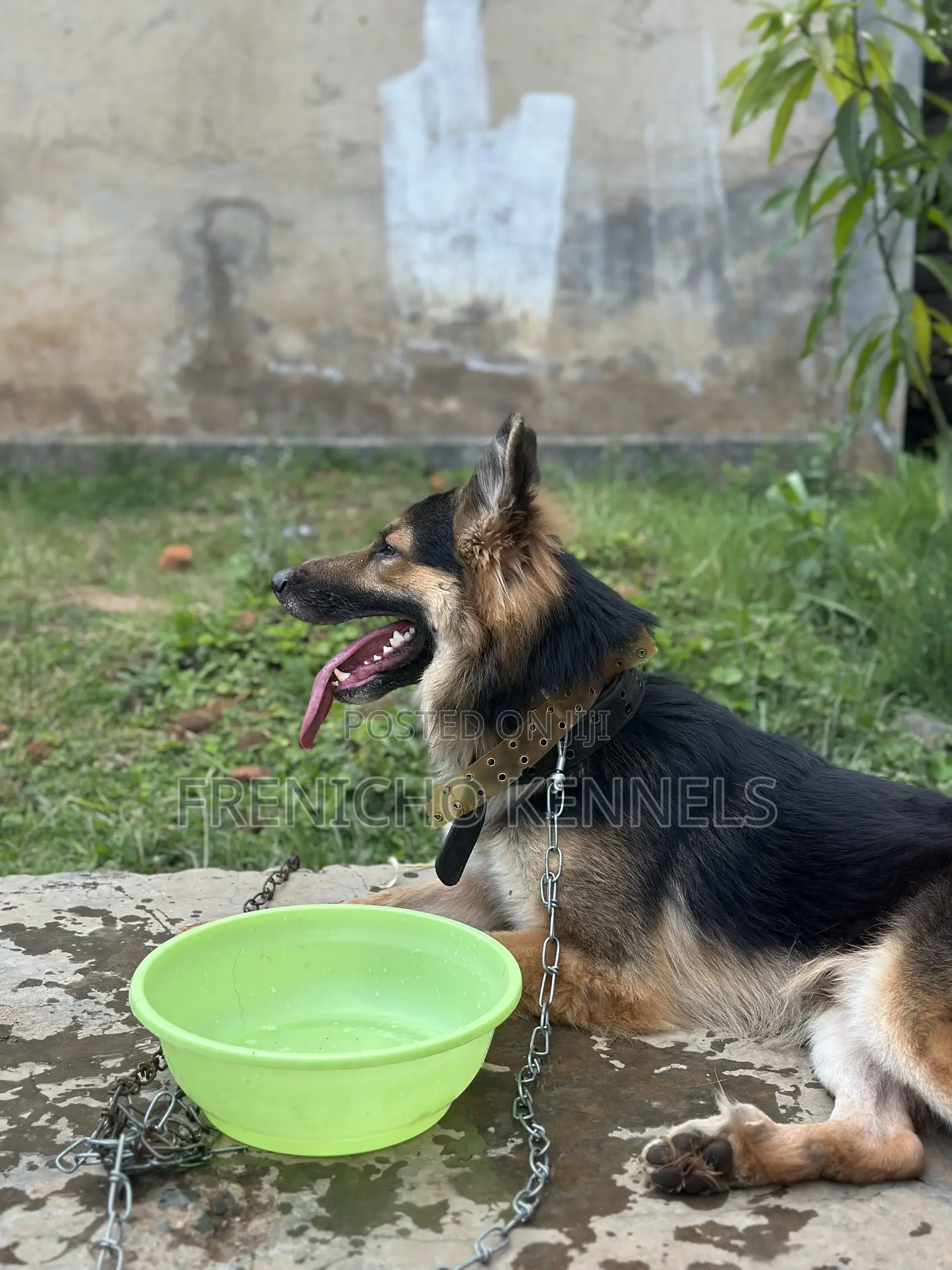 1-3 months Female Purebred German Shepherd