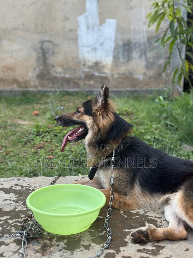 1-3 months Female Purebred German Shepherd