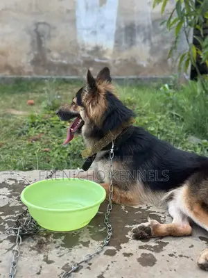 1-3 months Female Purebred German Shepherd