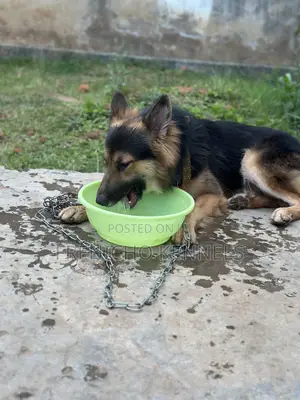 1-3 months Female Purebred German Shepherd
