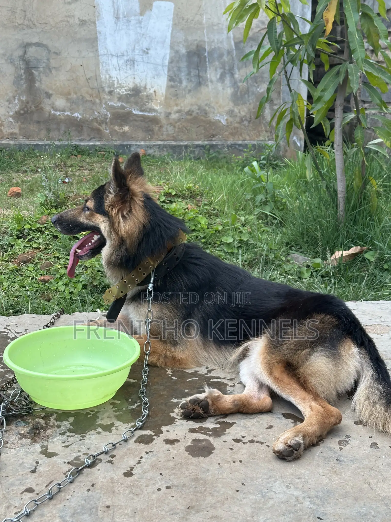 1-3 months Female Purebred German Shepherd