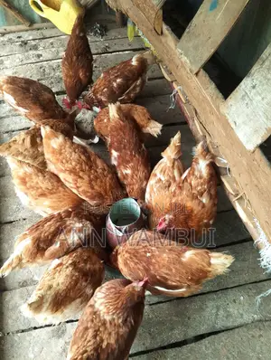 Active Layer Chicken for Sale