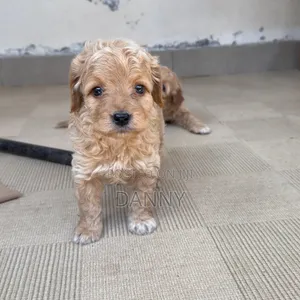 1-3 months Male Purebred Poodle