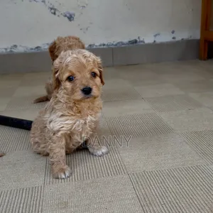 1-3 months Male Purebred Poodle
