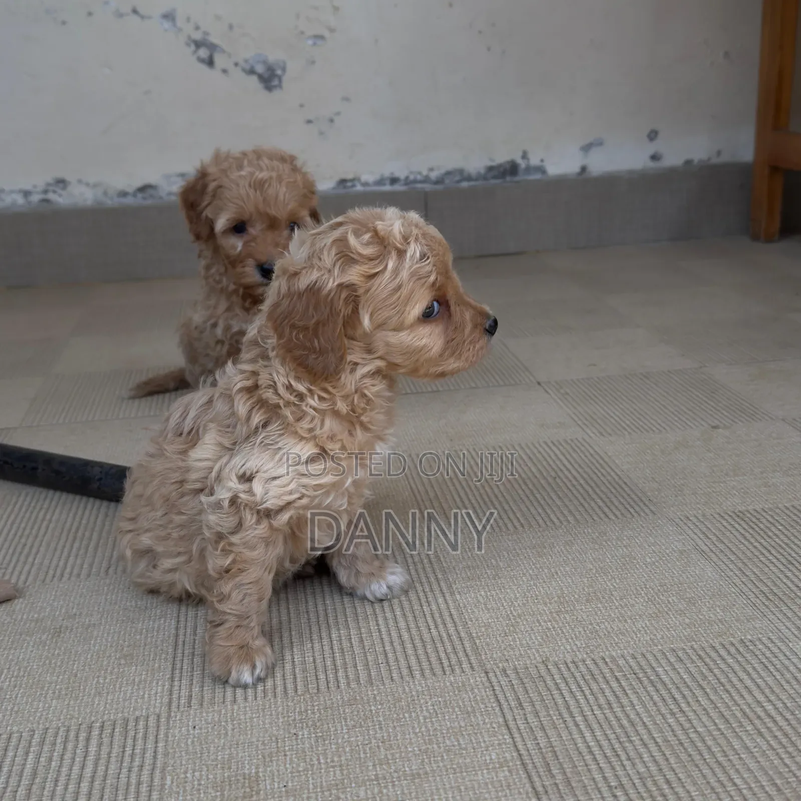 1-3 months Male Purebred Poodle