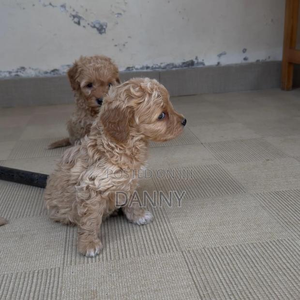 1-3 months Male Purebred Poodle - thumbnail 3
