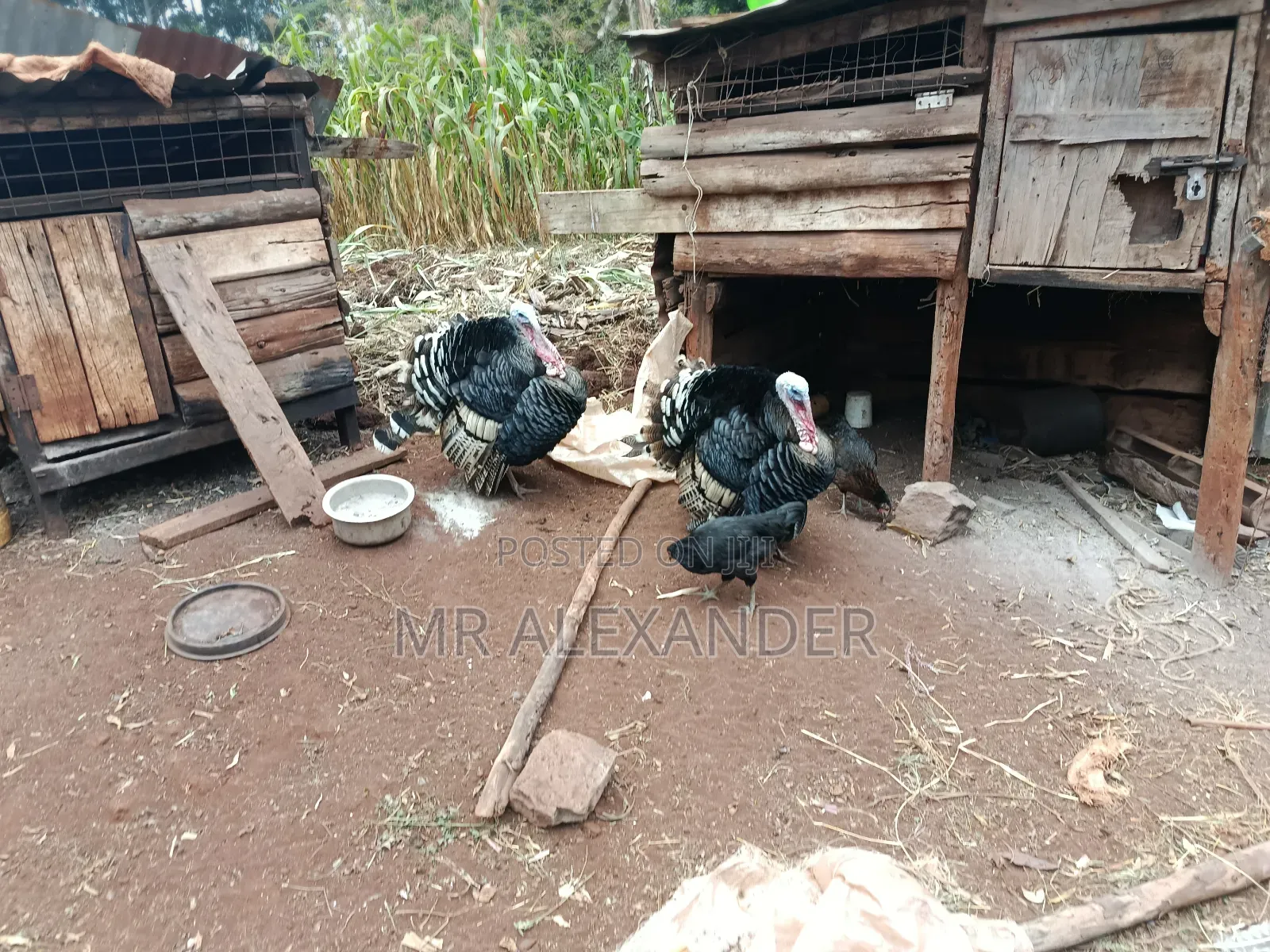 Mature Male Turkeys