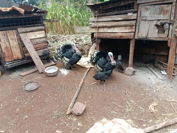 Mature Male Turkeys - thumbnail 2